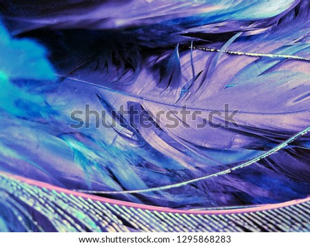 Beautiful color of Bird, chickens feather texture abstract background for postcard, blur style, soft color of art design