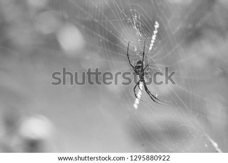 Spider webs on green bokeh background