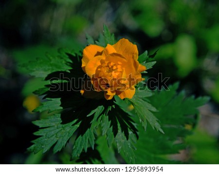 Asian globe flower is a perennial herbaceous plant, flowers rather large, similar in appearance to the buttercups, a red-orange color. 
 Translated from the German bathing suit (Trollblume) means "Tro