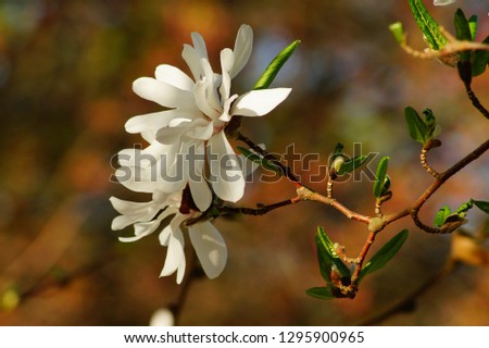 Beautiful white flowering magnolia - flowering tree. Magnolia stellata