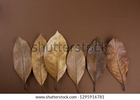 dried brown leaves on a brown background 