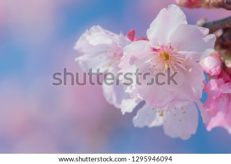 spring cherry blossom season
