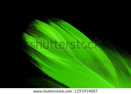 Close up of soft Green feather on black background