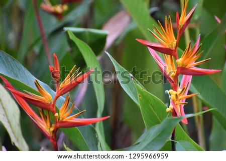 Two exotic red orange flowers in a palm tree in Thailand, Asia Royalty-Free Stock Photo #1295966959