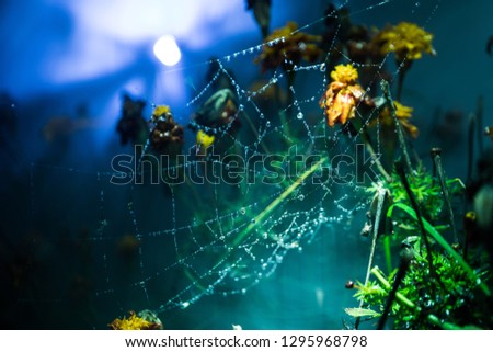 Spider web with dew drops close-up. Natural background, night scene. Cobweb ,spiderweb with water drop. selective focus