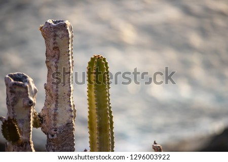 Young and old cactus on unsharp sea background