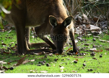 australia kangaroos in natural environment