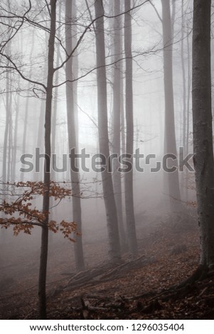 View of the wood. Morning fog between a trees. Forest background 