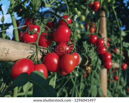 A closeup image of red tomatoes.