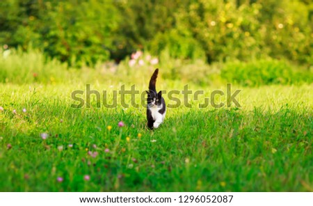 portrait of a cute cat walking on a lush green meadow on a warm spring day among the flowers of fragrant pink clover