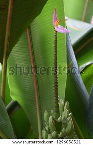 Closeup of a banana plant with a purple blossom in a garden in Thailand