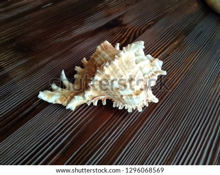 Large sea shell on wooden background. Sea background. Sea textured sink.