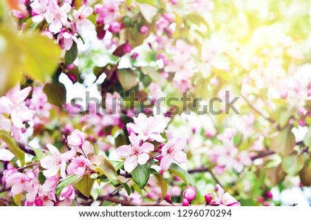  Floral natural background spring time season. Blooming apple tree.