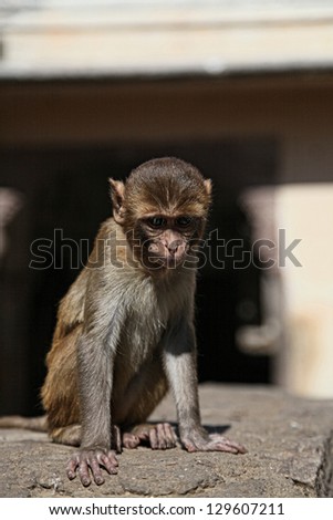 monkey in india, agra