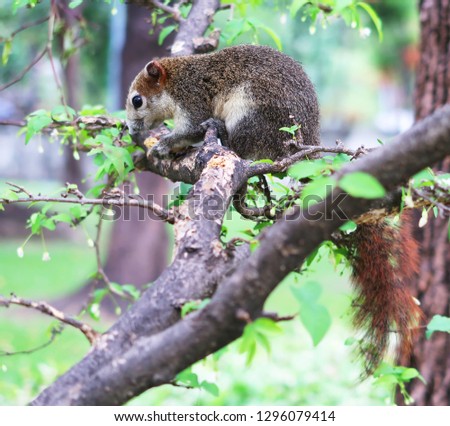 Natural variable squirrel in Chatuchak public park, BKK Thailand