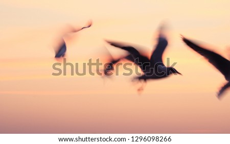 Seagulls flying in sunset sky,Abstract motion blur background with low speed shutter