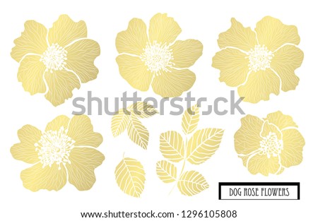 Decorative dog rose flowers, design elements. Can be used for cards, invitations, banners, posters, print design. Golden flowers