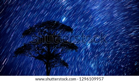 Star trails behind a alone tree in rice fields.with grain and select white balance.Photo by long exposure.