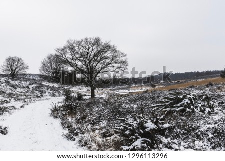 Dutch landscape with snow, Posbank (NLD)