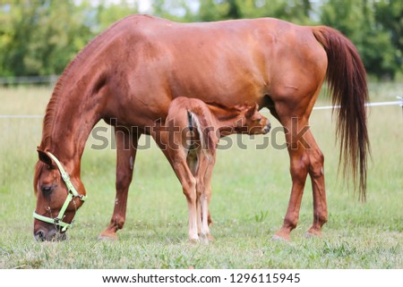 Purebred mare and her few weeks old filly grazing in summer flowering pasture idyllic picture