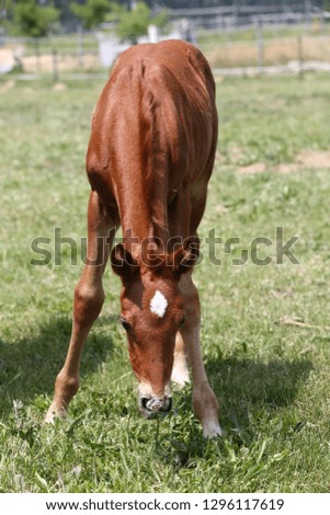 Purebred few weeks old filly grazing in summer flowering pasture idyllic picture
