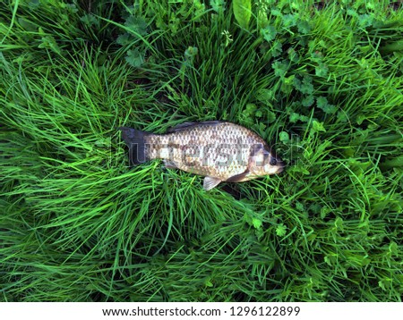 Fish lies on green grass. Crucian caught on the river. Fishing, fishing sport