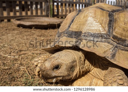 turtle sulcata animal 