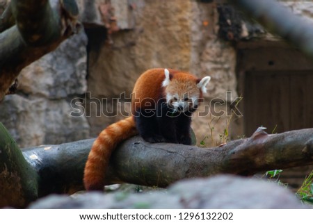 Red panda in Lyon 