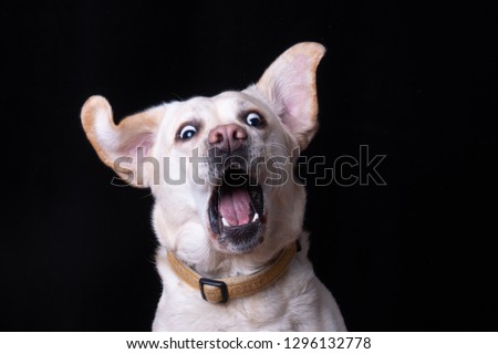 Startled dog surprised Royalty-Free Stock Photo #1296132778