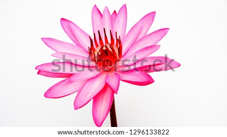 lotus pink flowers Beautiful  texture on a white background