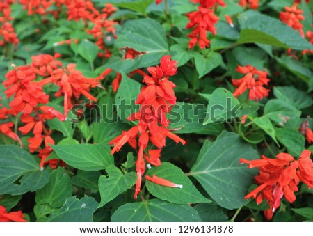 Beautiful red  flower in garden 