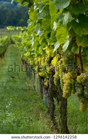 beautiful vineyard volkach