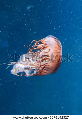 red jellyfish in water 2