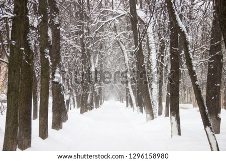 snowy alley on the sides of the trees