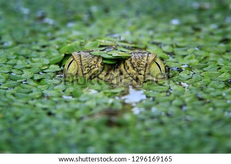 Saltwater Crocodile (Crocodylus porosus), Crocodile Royalty-Free Stock Photo #1296169165