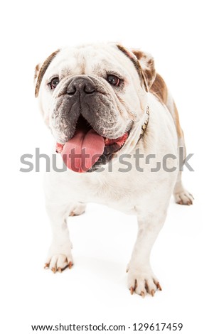 Bulldog standing against a white backdrop