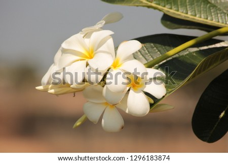 Frangipani tropical flowers from deciduous tree, plumeria.