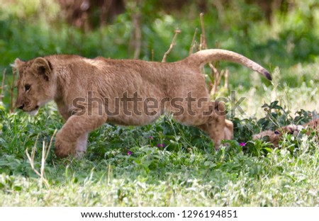 Lion cub hidden in grasses