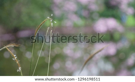 Blur picture background of brown grass in the garden in Bangkok Thailand 