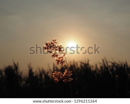 Closeup of rose natal grass silhouette with beautiful orange evening sunset.