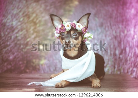 Funny puppy in a wreath of flowers  on the background of a lavender field. Romantic image, lady dog, spring summer. Space for text