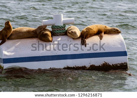 California Sea Lions sun bathing on top of a crowded buoy near Platform Gina in the Santa Barbara Channel of California, USA on January 26, 2019.