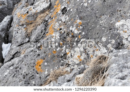 Rock covered with moss and lichen, and with dry grass in the mountains of Russia. Texture