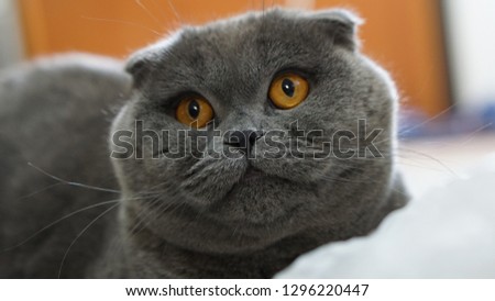 Scottish fold cat 2