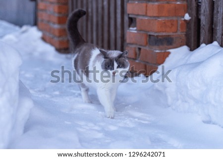 gray-white cat on white snow on a frosty evening