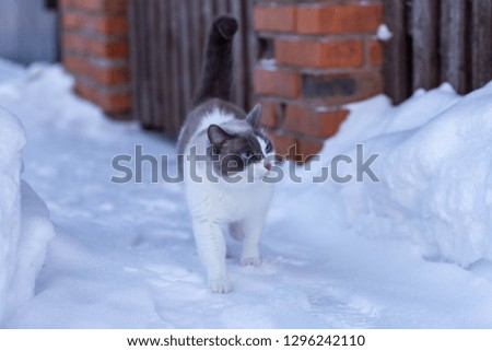 gray-white cat on white snow on a frosty evening