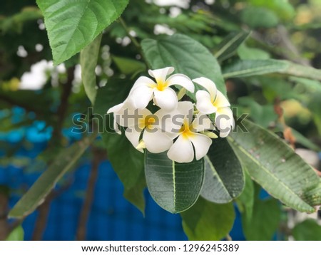 White Frangipani flowers growth on the branch tree in nature garden. Beautiful Plumeria flowers, selective focus.