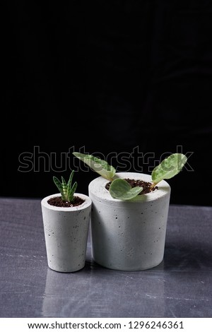 Succulents and viola in diy concrete pot. Only planted in pots. On black background. the concept of home comfort