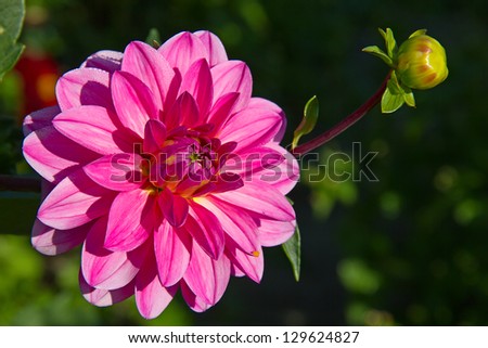 Colorful dahlia flower with morning dew drops