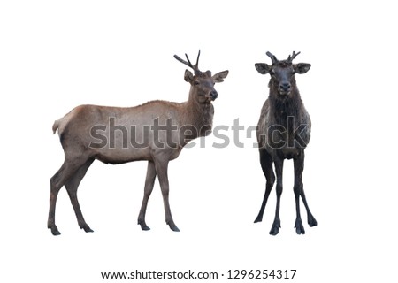 Two marals male and female isolated on a white background. Image with clipping path.